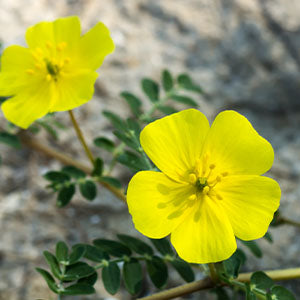 Several flowers and herbs that are good for andropause.