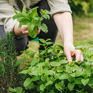 What Goes Into a USDA Organic Certification for Supplements?