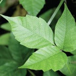 Poison ivy on a tree branch. Baking soda baths, aloe vera, and oatmeal paste are great natural remedies for poison Ivy.