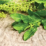 An adaptogenic herb on a table. This herb can be taken in capsulated supplement form, brewed in teas, or simply cut up.