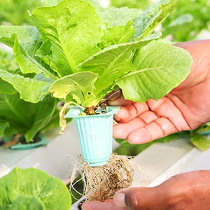 An individual is using an aquaponic system to grow their plant.