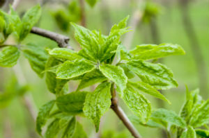 Ginseng-Eleuthero