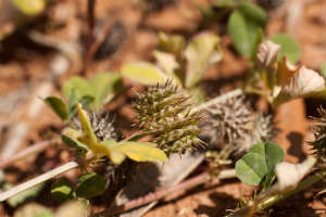 Tribulus terrestris