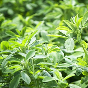 An alfalfa leaf. This amazing leaf contains essential vitamins including the entire spectrum of B-vitamins, A, D, E, and K.