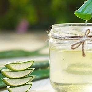 There are many aloe vera uses such as soothing burns and helping small wounds.