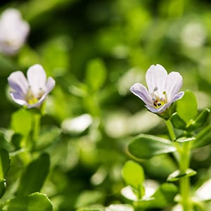 Stress reduction is one of the health benefits of Brahmi bacopa monnieri.