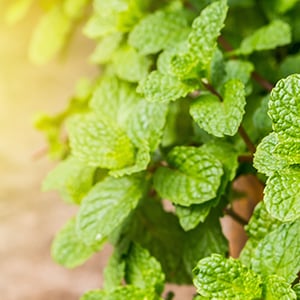 Peppermint is one of the best herbs for bad breath.