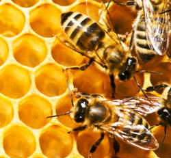 Health Benefits of Organic Royal Jelly