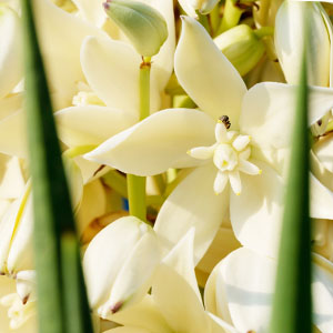 Several chaparral plants.