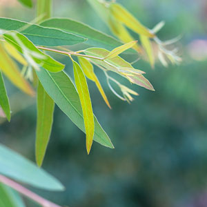 A eucalyptus plant.