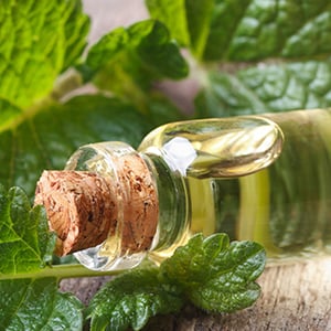 A bottle of Lemon balm oil. Sharp memory and problem-solving are benefits of Lemon balm