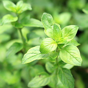 An oregano plant.