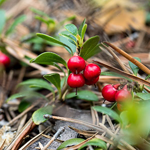 An uva-ursi plant.