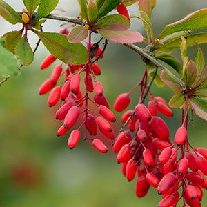 Berberine and Fertility Support for Women with PCOS