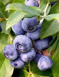 Study: Blueberries & Probiotics Help Counteract Intestinal Diseases