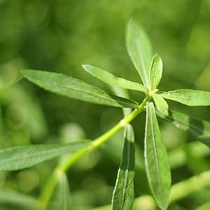 Brahmi (Bacopa monnieri) helps support brain and liver health.