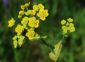 bupleurum chinese