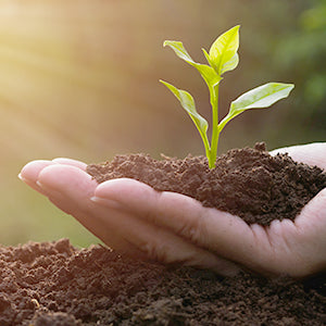 Handful of soil with sprouting green plant.