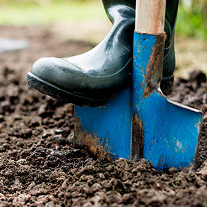 A person is digging. Chlordane can affect the digestive and nervous system.