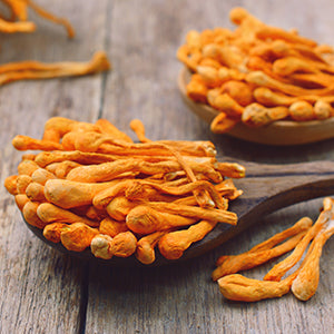 Several cordycep mushrooms.