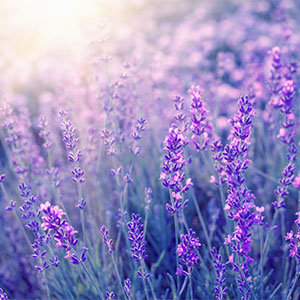 A field of lavender.