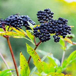 Natural elderberries in green setting.