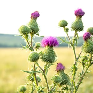 A field of milk thistle.