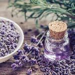 A bottle of organic essential lavender oil. Essential oils are used in aromatherapy, but they have many other uses.