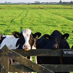 A pasture with several cows.