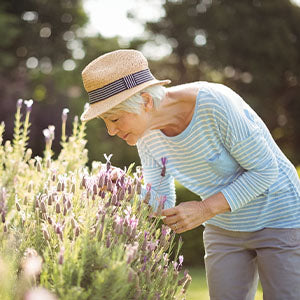 A woman sniffing lavender plants.