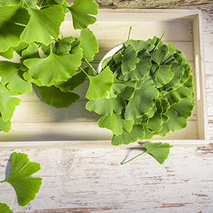 Ginkgo biloba leaves over a wooden background.