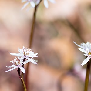 Goldthread flowers. Goldthread is a perennial herb that has been used for centuries for its health benefits.