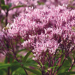 A gravel root plant. This herb also known as Joe Pye weed is believed to offer therapeutic help for numbers of health issues.