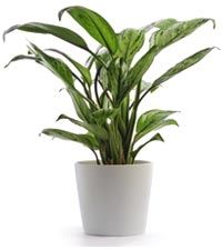 Houseplants like this one can help you overcome signs of sick building syndrome