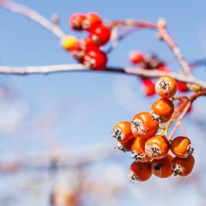 The main benefit of hawthorn berry lies in its effects on heart health.