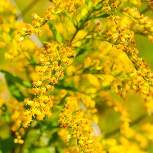 Goldenrod is one of the best herbs for kidney cleansing.