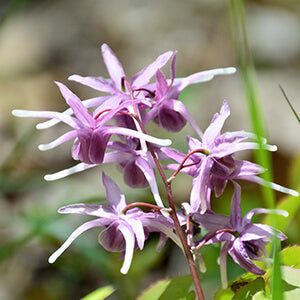 The horny goat weed plant.