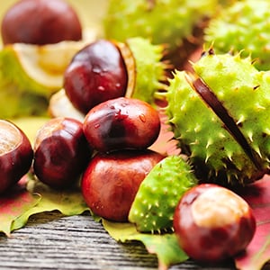 Horse Chestnut contains powerful antioxidants which can help fight free radicals.