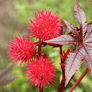 A castor oil plant.