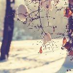 A tree covered with snow. There are several ways to stay healthy during winter like exercising and eating right.