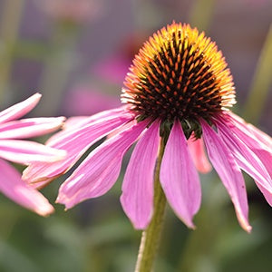 An echinacea plant. The immune system job is to protect you from harmful organisms and toxins that can harm your body.