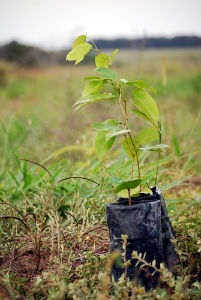 Fighting Fungus: Cleansing with Jatoba