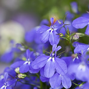 Lobelia may have the ability to offer support for breathing difficulties.