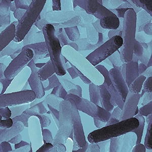 An image of bacteria. The Microbiome is the set of genes of the bacteria living in our bodies.