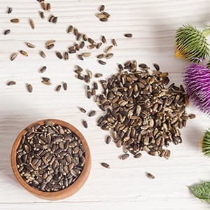 Milk thistle seed has a positive effect on the liver and gallbladder.