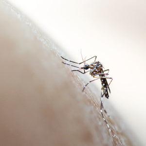 Toothpaste is a great remedy for a quick relief from mosquito bites.