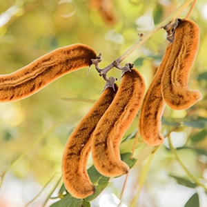 Mucuna pruriens has a rich history in promoting mental health.