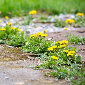 A sidewalk overrun with weeds.