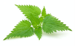 The Benefits of Stinging Nettle