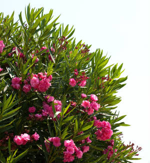 The Health Risks & Benefits of the Oleander Plant